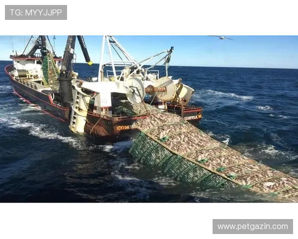 选择ag捕鱼网，享受专业的技术支持和优质的用户服务，轻松实现捕鱼梦想